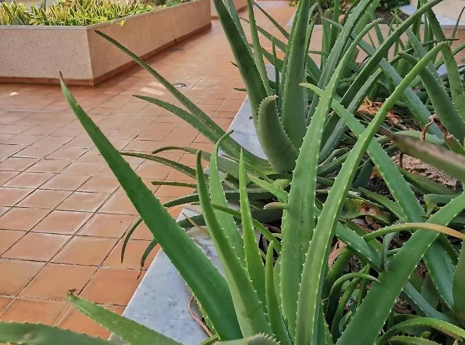 Balancon Pool * אל מדאנו